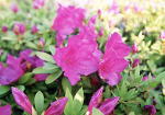 ツツジ写真(市の花)